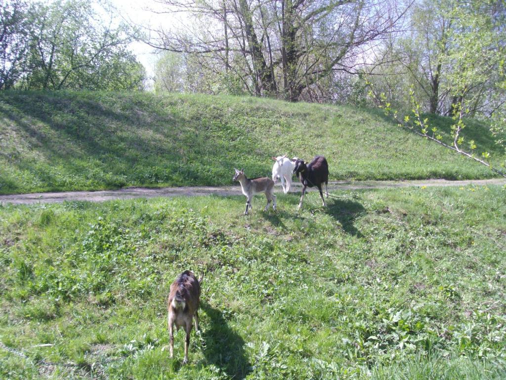 Chaty Dagmar Liptowski Mikułasz Zewnętrze zdjęcie